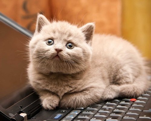 Кошки живут рядом с нами уже тысячи лет.</p>
<p>Но как они влияют на наше здоровье?